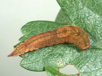 Chenille de Cilix hispanica Perez de G - �Samuel Ducept