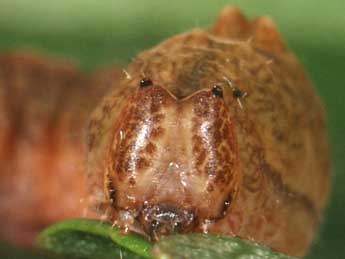  Chenille de Cilix hispanica Perez de G - �Samuel Ducept