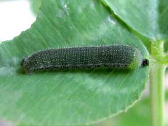  Chenille de Colias hyale L. - �Timothy Cowles