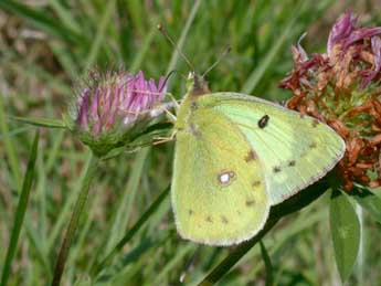 Colias hyale L. adulte - �Philippe Mothiron