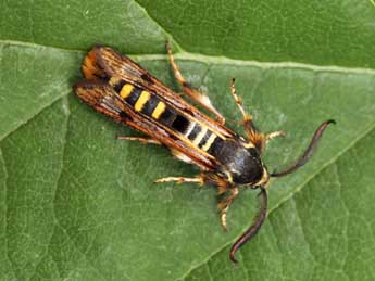 Pennisetia hylaeiformis Lasp. adulte - �Daniel Morel