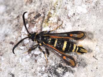 Bembecia iberica Spatenka adulte - �Philippe Mothiron