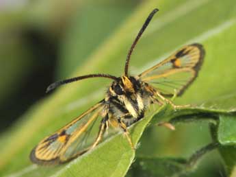 Bembecia iberica Spatenka adulte - �Philippe Mothiron