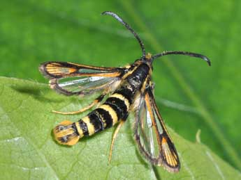 Bembecia iberica Spatenka adulte - �Philippe Mothiron