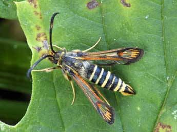 Bembecia ichneumoniformis D. & S. adulte - �Daniel Morel