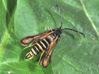 Bembecia ichneumoniformis D. & S. adulte - �Philippe Mothiron