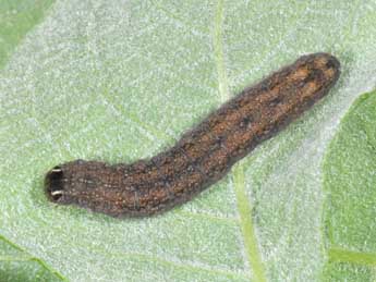  Chenille de Cirrhia icteritia Hfn. - �Philippe Mothiron