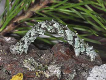  Chenille de Peribatodes ilicaria Gey. - �Philippe Mothiron