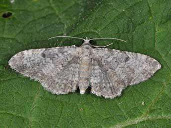 Eupithecia impurata Hb. adulte - �Philippe Mothiron