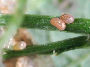  Oeuf de Eupithecia impurata Hb. - �Philippe Mothiron