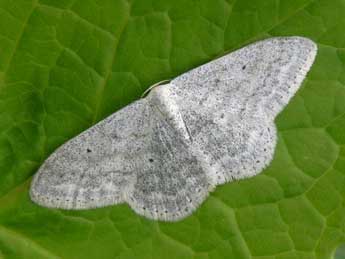 Scopula incanata L. adulte - �Philippe Mothiron