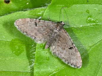 Eupithecia indigata Hb. adulte - �Philippe Mothiron