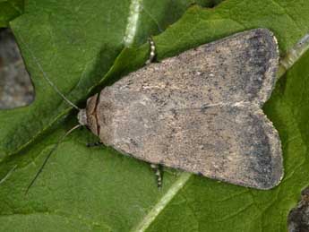 Caradrina ingrata Stgr adulte - �Wolfgang Wagner, www.pyrgus.de