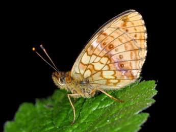 Brenthis ino Rott. adulte - �Philippe Mothiron