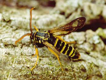 Paranthrene insolita Le Cerf adulte - �Daniel Morel