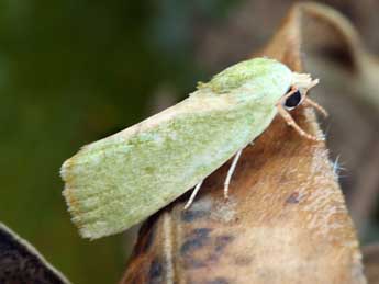 Earias insulana Bsdv. adulte - �Daniel Morel