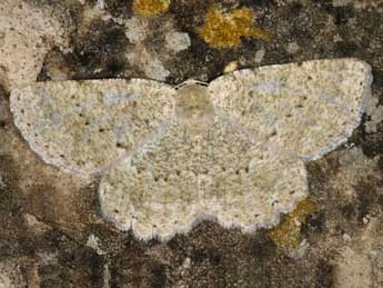 Charissa supinaria intermedia Whrl. adulte - �Wolfgang Wagner, www.pyrgus.de