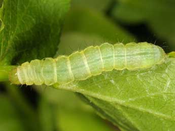  Chenille de Syngrapha interrogationis L. - �Wolfgang Wagner, www.pyrgus.de