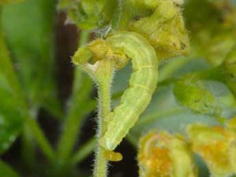  Chenille de Eupithecia inturbata Hb. - �Wolfgang Wagner, www.pyrgus.de