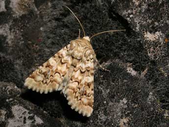 Hadena irregularis Hfn. adulte - �Jean-Pierre Lamoline