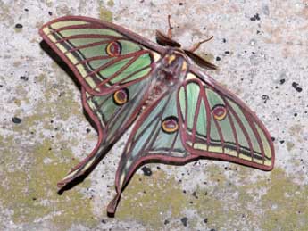 Graellsia isabellae Grlls adulte - �Philippe Geniez