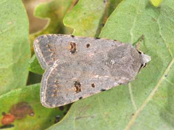 Caradrina kadenii Frr adulte - �Philippe Mothiron