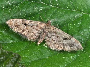 Eupithecia lanceata Hb. adulte - �Philippe Mothiron