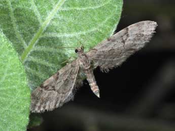 Eupithecia lanceata Hb. adulte - �Philippe Mothiron