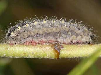  Chenille de Zygaena lavandulae Esp. - �Wolfgang Wagner, www.pyrgus.de