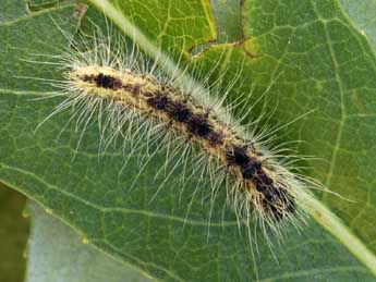  Chenille de Acronicta leporina L. - �Daniel Morel