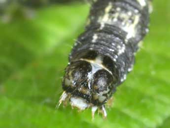  Chenille de Agriopis leucophaearia D. & S. - �Philippe Mothiron