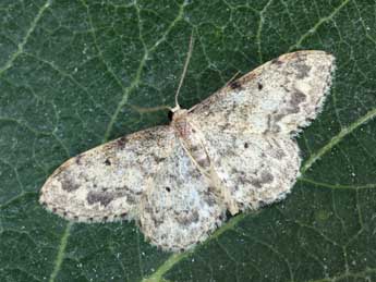 Idaea libycata Bartel adulte - �Daniel Morel