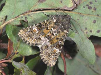Polymixis lichenea Hb. adulte - �Philippe Mothiron