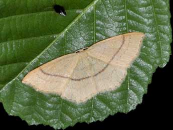 Cyclophora linearia Hb. adulte - �Philippe Mothiron