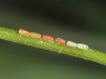  Oeuf de Siona lineata Scop. - �Philippe Mothiron