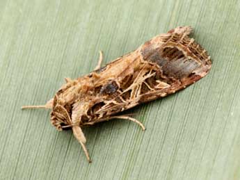 Spodoptera littoralis Bsdv. adulte - �Daniel Morel