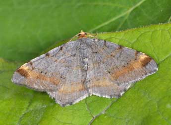 Macaria liturata Cl. adulte - �Philippe Mothiron