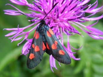 Zygaena lonicerae Scheven adulte - �Philippe Mothiron
