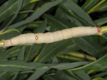  Chenille de Catocala lupina H.-S. - �Wolfgang Wagner, www.pyrgus.de