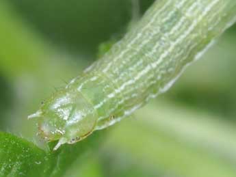  Chenille de Pseudopanthera macularia L. - �Philippe Mothiron