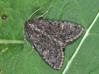 Apamea maillardi Gey. adulte - �Philippe Mothiron