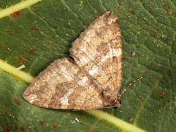 Larentia malvata Rbr adulte - �Daniel Morel