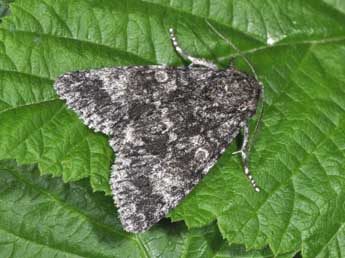 Acronicta megacephala D. & S. adulte - �Philippe Mothiron