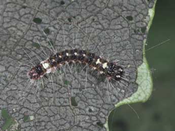 Chenille de Acronicta megacephala D. & S. - �Philippe Mothiron