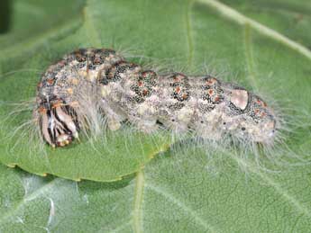  Chenille de Acronicta megacephala D. & S. - �Philippe Mothiron