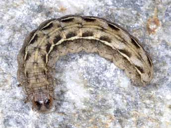  Chenille de Anarta melanopa Thnbg - �Wolfgang Wagner, www.pyrgus.de