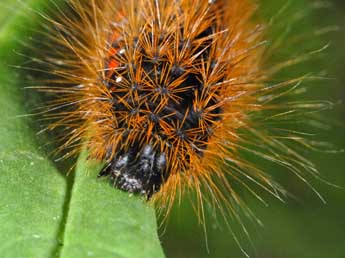  Chenille de Acronicta menyanthidis Esp. - �Alexis Borges