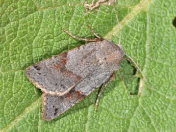 Anchoscelis meridionalis Stgr adulte - �Philippe Mothiron