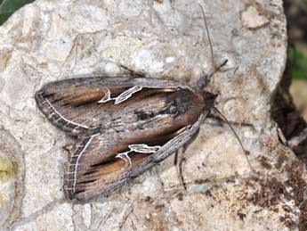 Lophoterges millierei Stgr adulte - �Philippe Mothiron