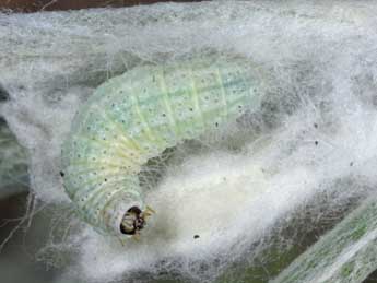  Chenille de Eublemma minutata F. - �Wolfgang Wagner, www.pyrgus.de
